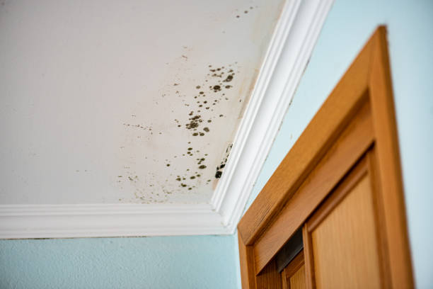 Best Residential Mold Remediation in Rockaway Beach, OR